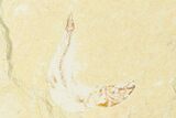 Cretaceous Fossil Fish (Gaudryella) and Shrimp - Lebanon #162784-2